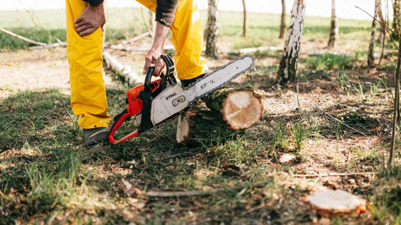 The Steps Involved in Our Tree Care Process in Baldwin, LA